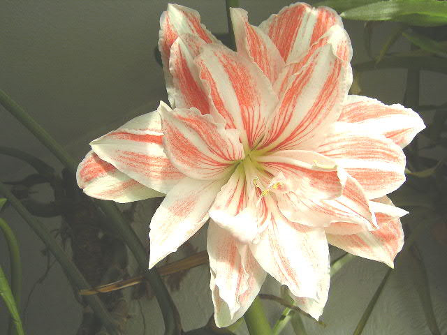 Amaryllis (Hippeastrum) Bulb (Hippeastrum) — live plant from Wade Greens