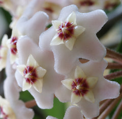 Hoya (Wax Plant) — live plant from Wade Greens
