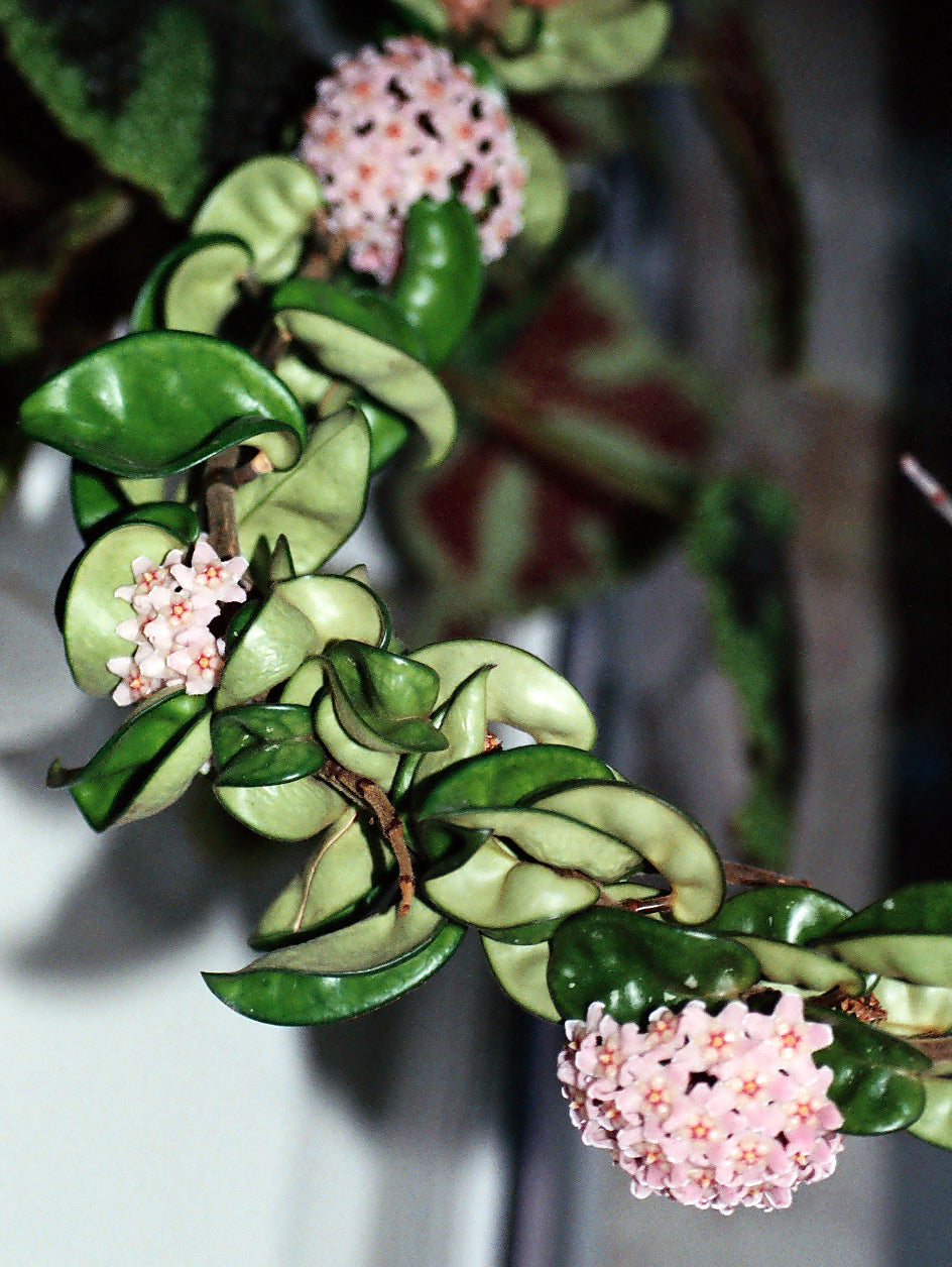Hindu Rope Hoya (Hoya carnosa 'Compacta') - photo by Kor!An (Andrey Korzun), CC BY-SA 3.0, via Wikimedia Commons