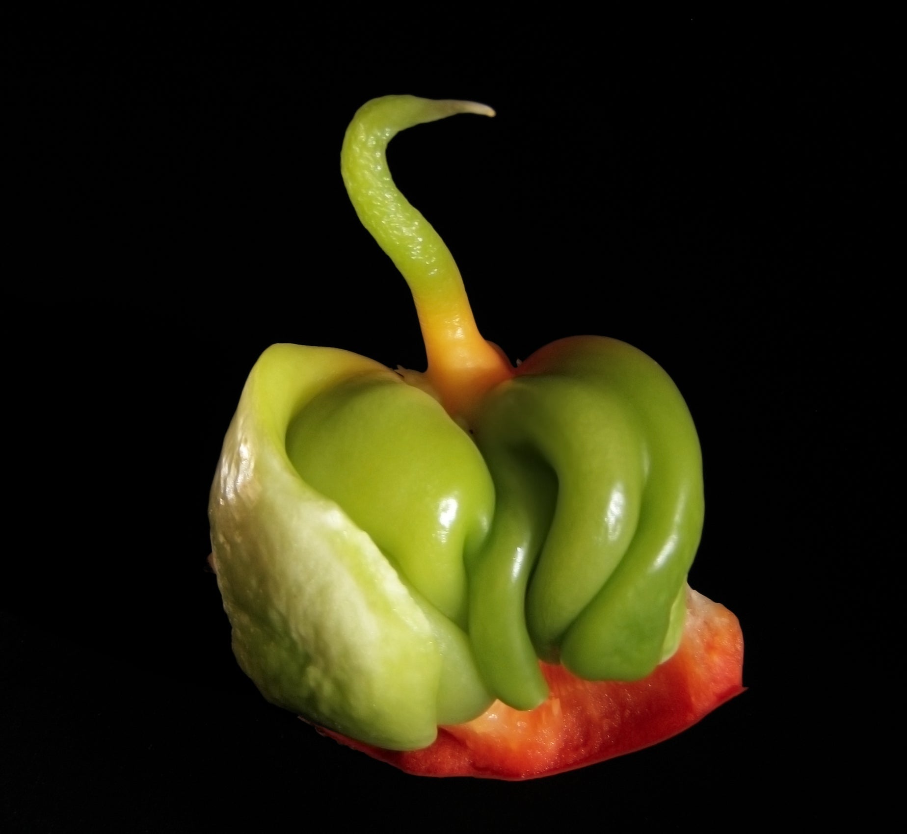 Sweet Pepper — Wade Greens, Lineville Alabama