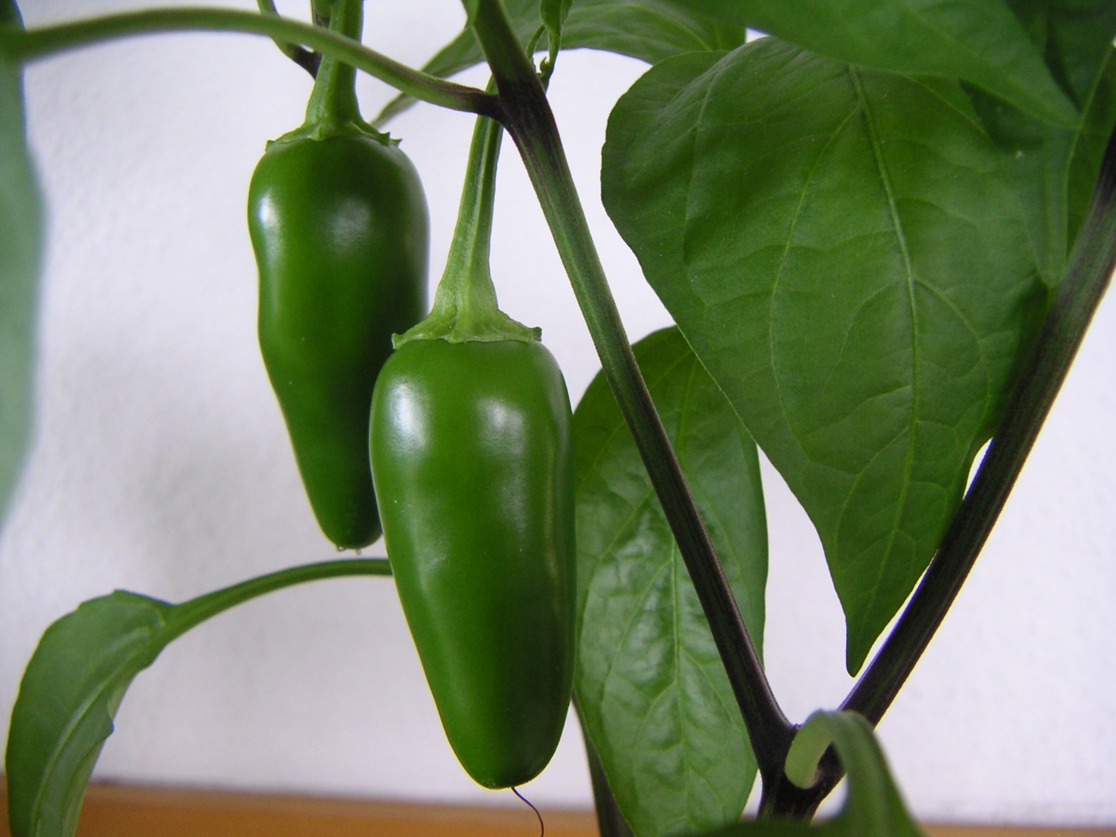 Jalapenos - Wade Greens, Lineville Alabama