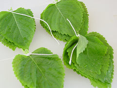 Shiso / Perilla (Perilla frutescens) live herb plant from Wade Greens