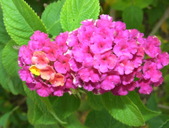 Lantana (Lantana camara) — live plant from Wade Greens