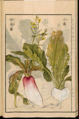 Turnip — Wade Greens, Lineville Alabama