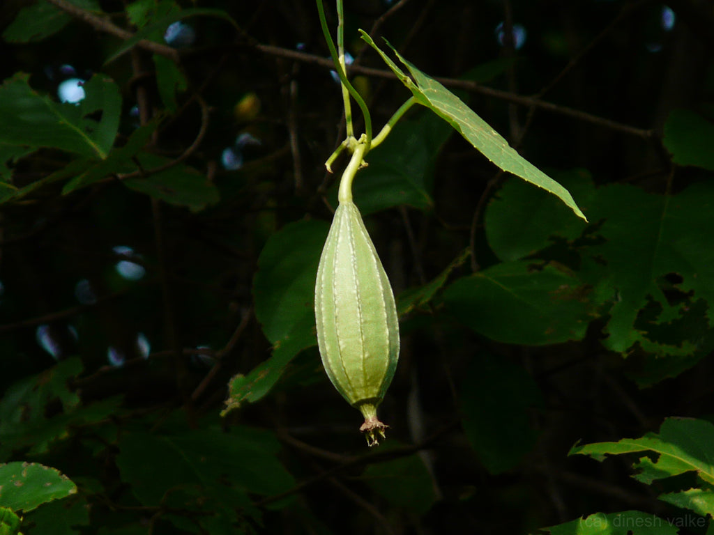 Fresh Luffa / Gourd grown in Alabama by Wade Greens