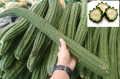 Luffa / Gourd — Wade Greens, Lineville Alabama