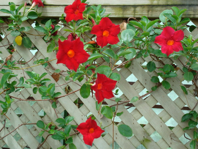 Mandevilla / Dipladenia (Mandevilla) - from Wade Greens, Alabama