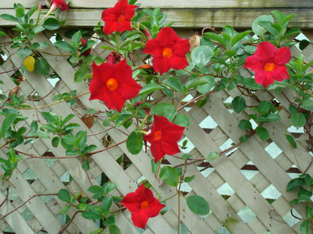 Mandevilla / Dipladenia - Patio Tropical