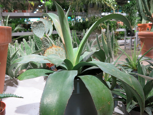 Mangave (x Mangave hybrids) - photo by Tangopaso, Public domain, via Wikimedia Commons