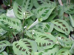 Prayer Plant (Maranta) (Maranta leuconeura) — live plant from Wade Greens
