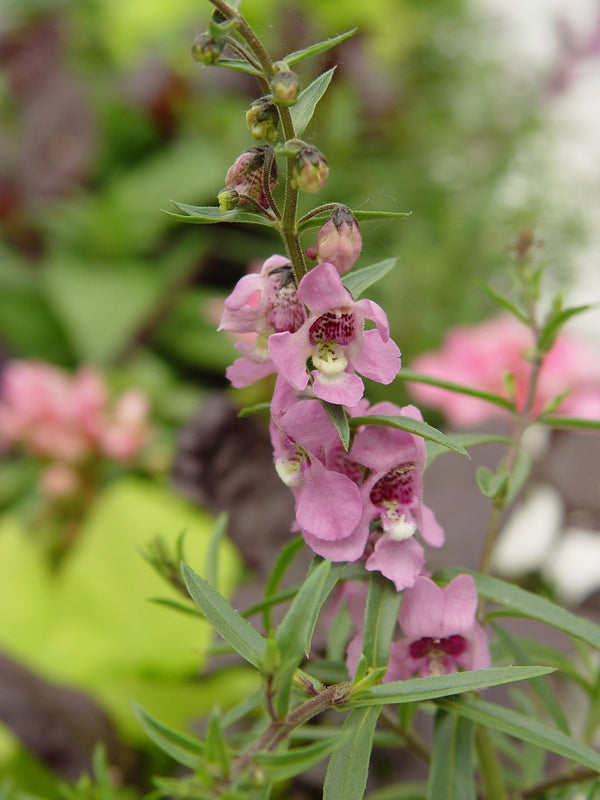 Angelonia Live Plant — photo: Thegreenj, CC BY-SA 3.0, via Wikimedia Commons