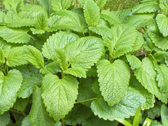 Lemon Balm (Melissa officinalis) live herb plant from Wade Greens