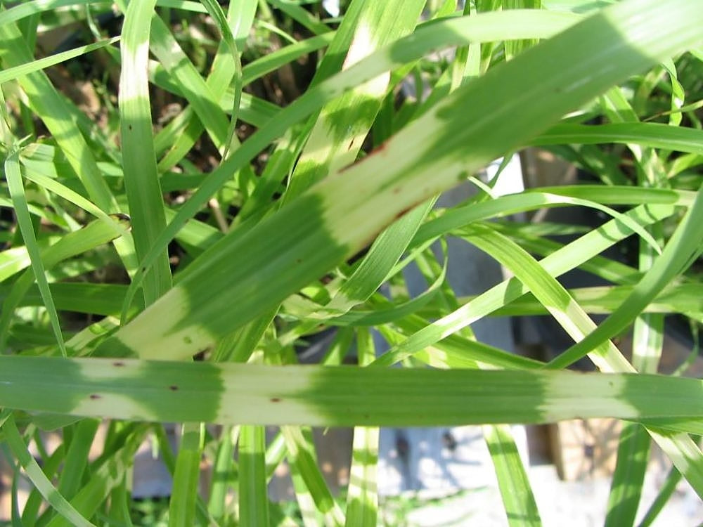 Ornamental Grass (assorted) — live plant from Wade Greens
