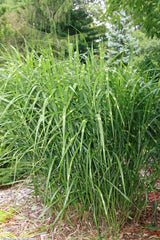 Ornamental Grass (assorted) — live plant from Wade Greens