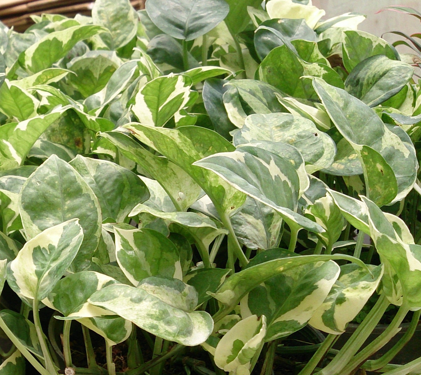 Marble Queen Pothos — Wade Greens, Lineville Alabama
