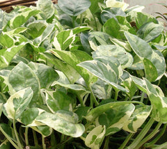 Marble Queen Pothos — Wade Greens, Lineville Alabama