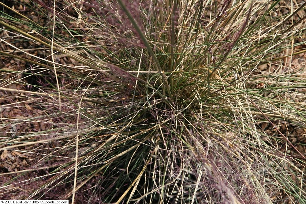 Gulf Muhly Grass - Wade Greens, Lineville Alabama