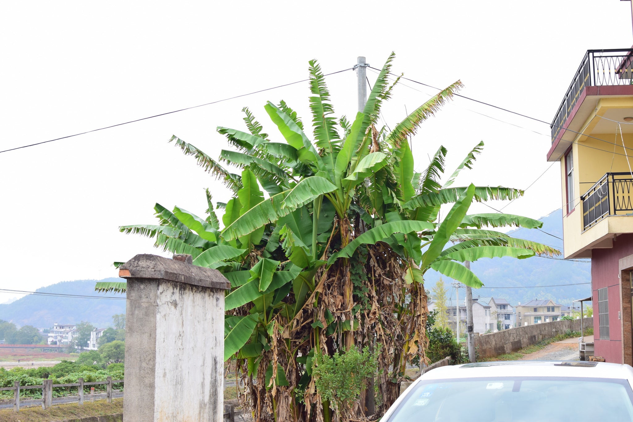 Hardy Banana (Musa basjoo) - photo by Jiang Guobin, CC0 (public domain), via Wikimedia Commons