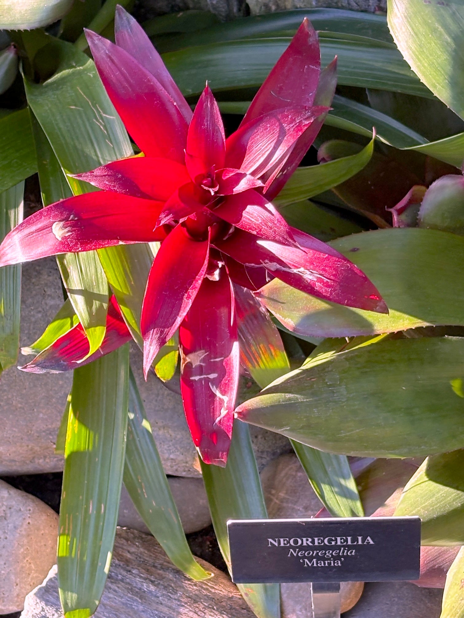 Neoregelia Bromeliad (Neoregelia species and hybrids) - photo by Paolipaoli, CC0 (public domain), via Wikimedia Commons