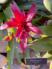 Neoregelia Bromeliad (Neoregelia species and hybrids) - photo by Paolipaoli, CC0 (public domain), via Wikimedia Commons