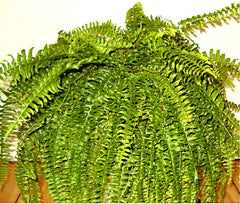 Boston Fern — Wade Greens, Lineville Alabama