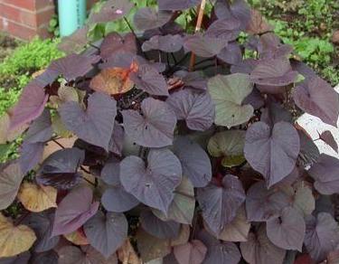 Ornamental Sweet Potato Vine — Wade Greens, Lineville Alabama