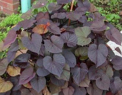 Ornamental Sweet Potato Vine (Ipomoea batatas) — live plant from Wade Greens
