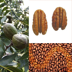 Pecan Tree Sapling (Carya illinoinensis) — live plant from Wade Greens