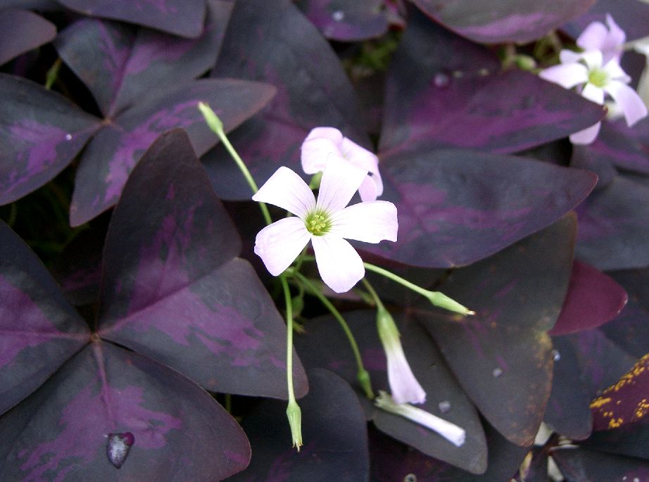 Oxalis (Shamrock) Bulbs — photo: KENPEI, CC BY-SA 3.0, via Wikimedia Commons