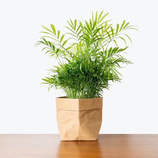 Parlor Palm Plant