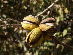 Pecan Tree Sapling (Carya illinoinensis) — live plant from Wade Greens