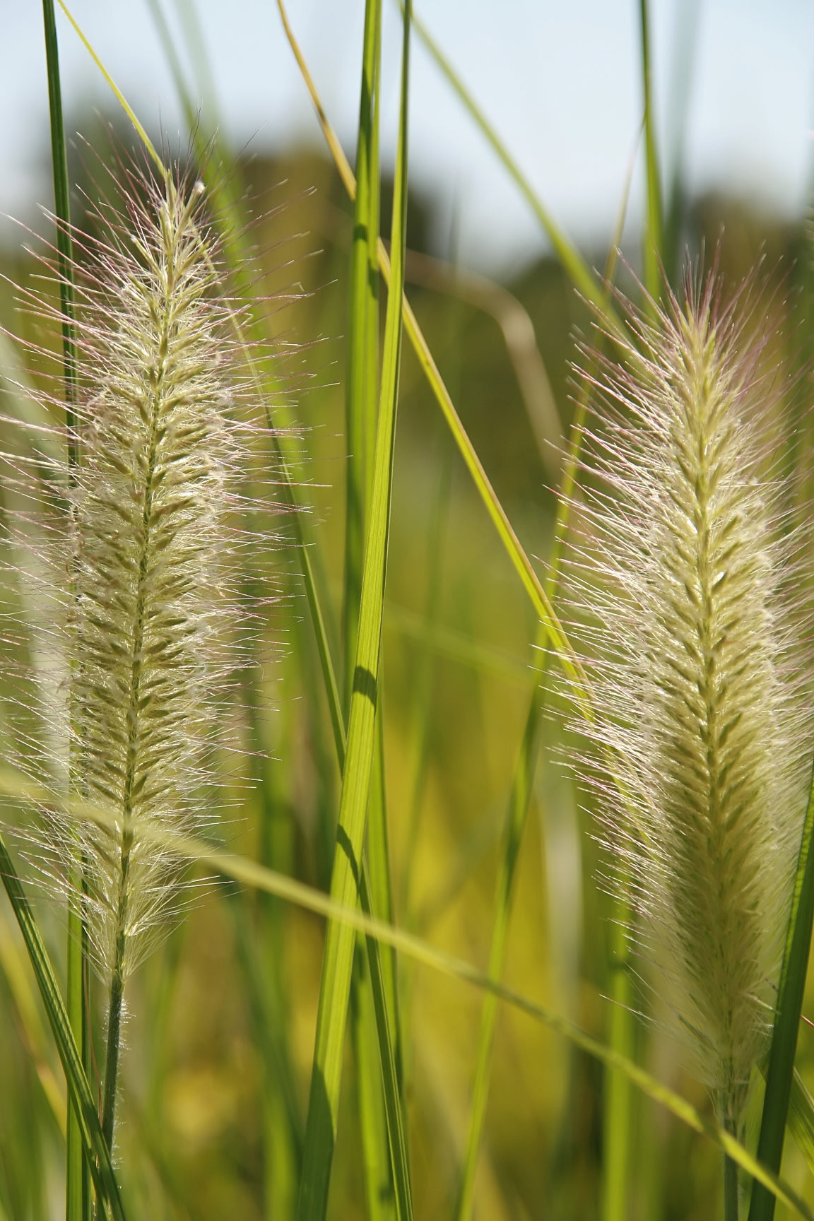 Fountain Grass (Pennisetum) (Pennisetum) — live plant from Wade Greens