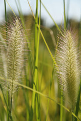 Fountain Grass (Pennisetum) (Pennisetum) — live plant from Wade Greens