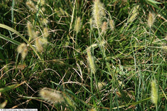 Fountain Grass (Pennisetum) (Pennisetum) — live plant from Wade Greens