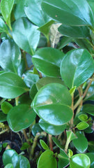 Peperomia (Peperomia) — live plant from Wade Greens