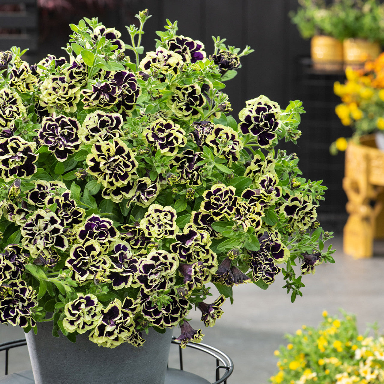 Petunia / Supertunia (Petunia) — live plant from Wade Greens
