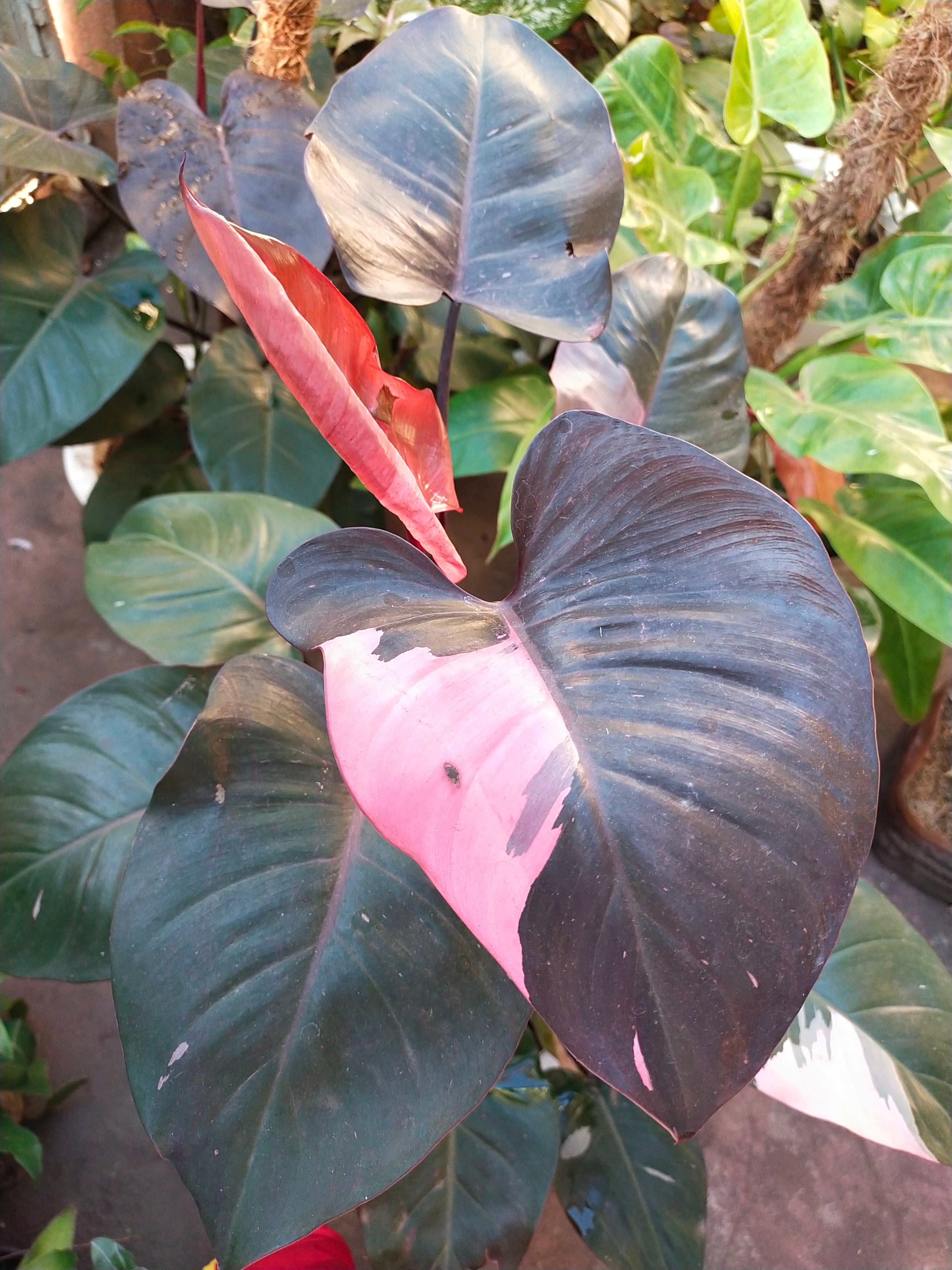 Philodendron 'Pink Princess' (Philodendron erubescens 'Pink Princess') - photo by Srikandi73, CC BY-SA 4.0, via Wikimedia Commons