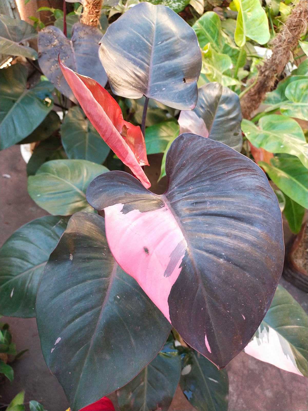 Philodendron 'Pink Princess' (Philodendron erubescens 'Pink Princess') - photo by Srikandi73, CC BY-SA 4.0, via Wikimedia Commons
