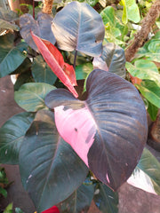 Philodendron 'Pink Princess' (Philodendron erubescens 'Pink Princess') - photo by Srikandi73, CC BY-SA 4.0, via Wikimedia Commons