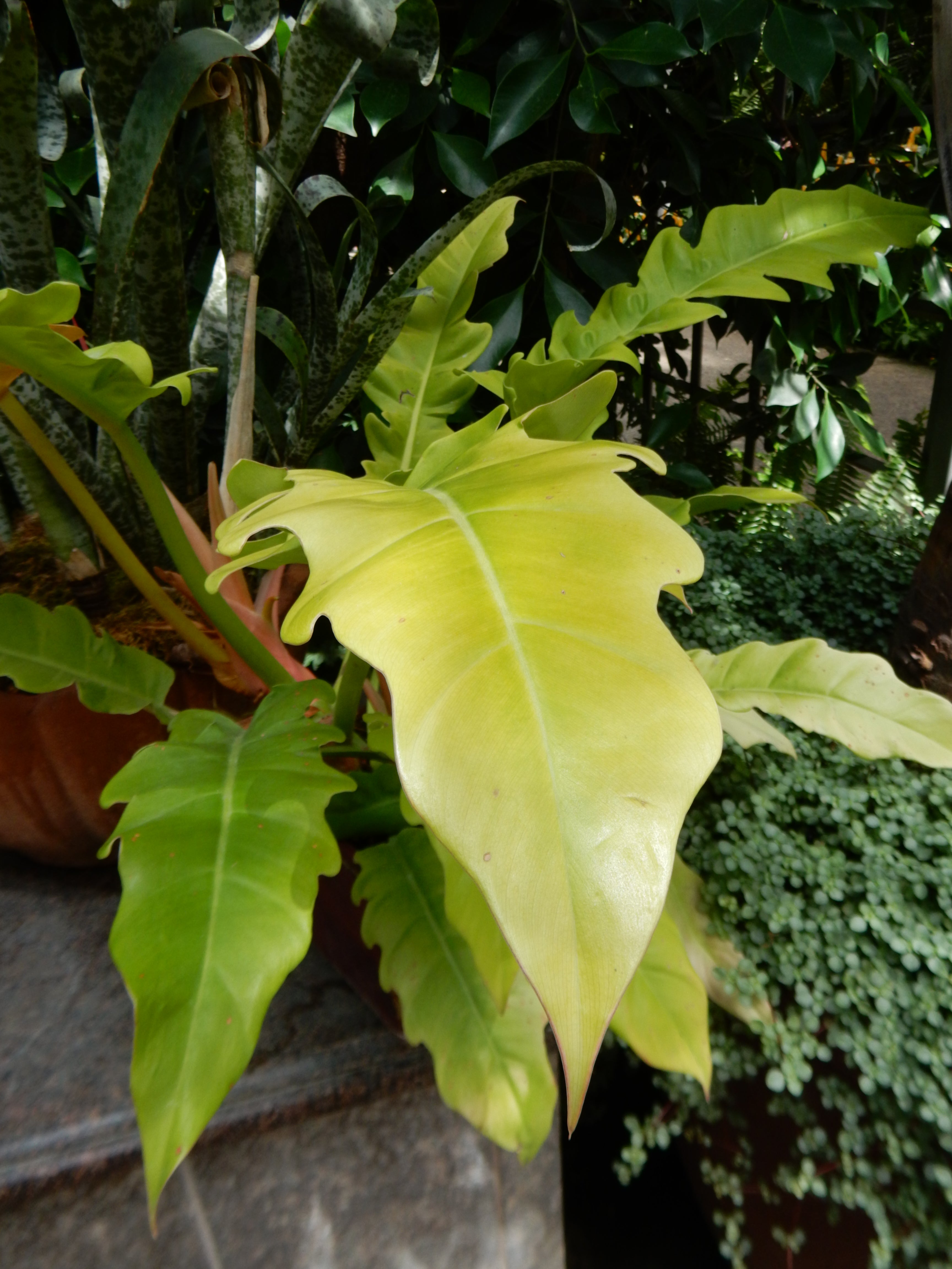 Philodendron 'Golden Crocodile' (Philodendron 'Golden Crocodile') - photo by Shuvaev, CC BY 4.0, via Wikimedia Commons