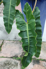 Philodendron billietiae (Philodendron billietiae) - photo by David J. Stang, CC BY-SA 4.0, via Wikimedia Commons