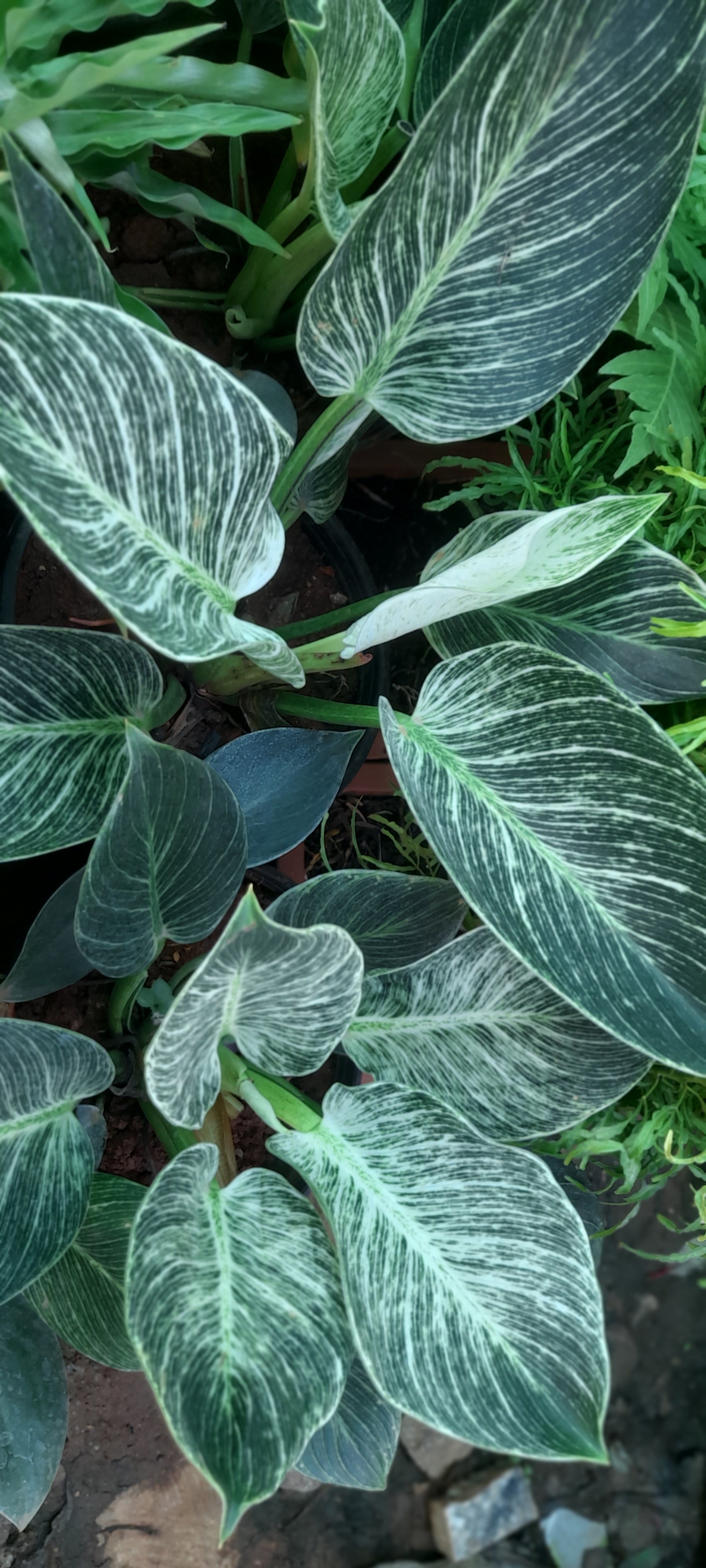 Philodendron 'Birkin' (Philodendron 'Birkin') - photo by Yercaud-elango, CC BY-SA 4.0, via Wikimedia Commons