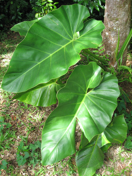 Philodendron - Wade Greens, Lineville Alabama