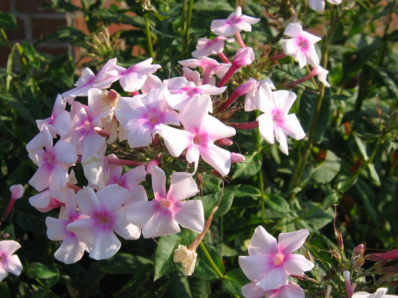 Garden Phlox (Phlox paniculata) — live plant from Wade Greens