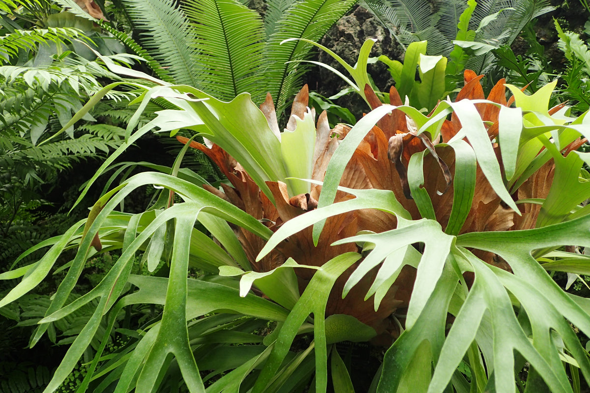 Staghorn Fern (Platycerium bifurcatum) - photo by Krzysztof Ziarnek, Kenraiz, CC BY-SA 4.0, via Wikimedia Commons