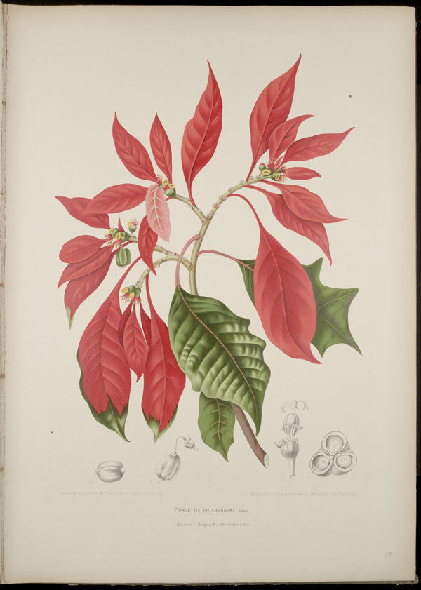 Poinsettia — live plant from Wade Greens