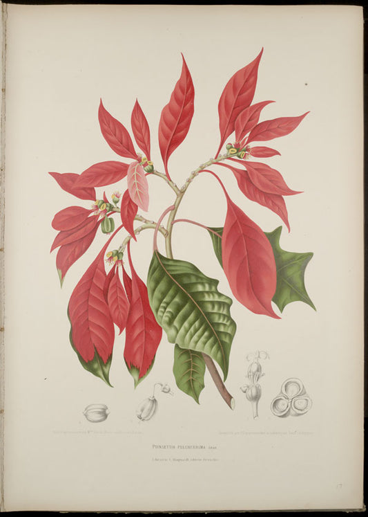 Poinsettia - live plant from Wade Greens