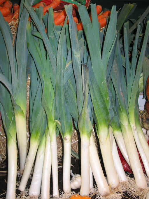 Fresh Leek grown in Alabama by Wade Greens