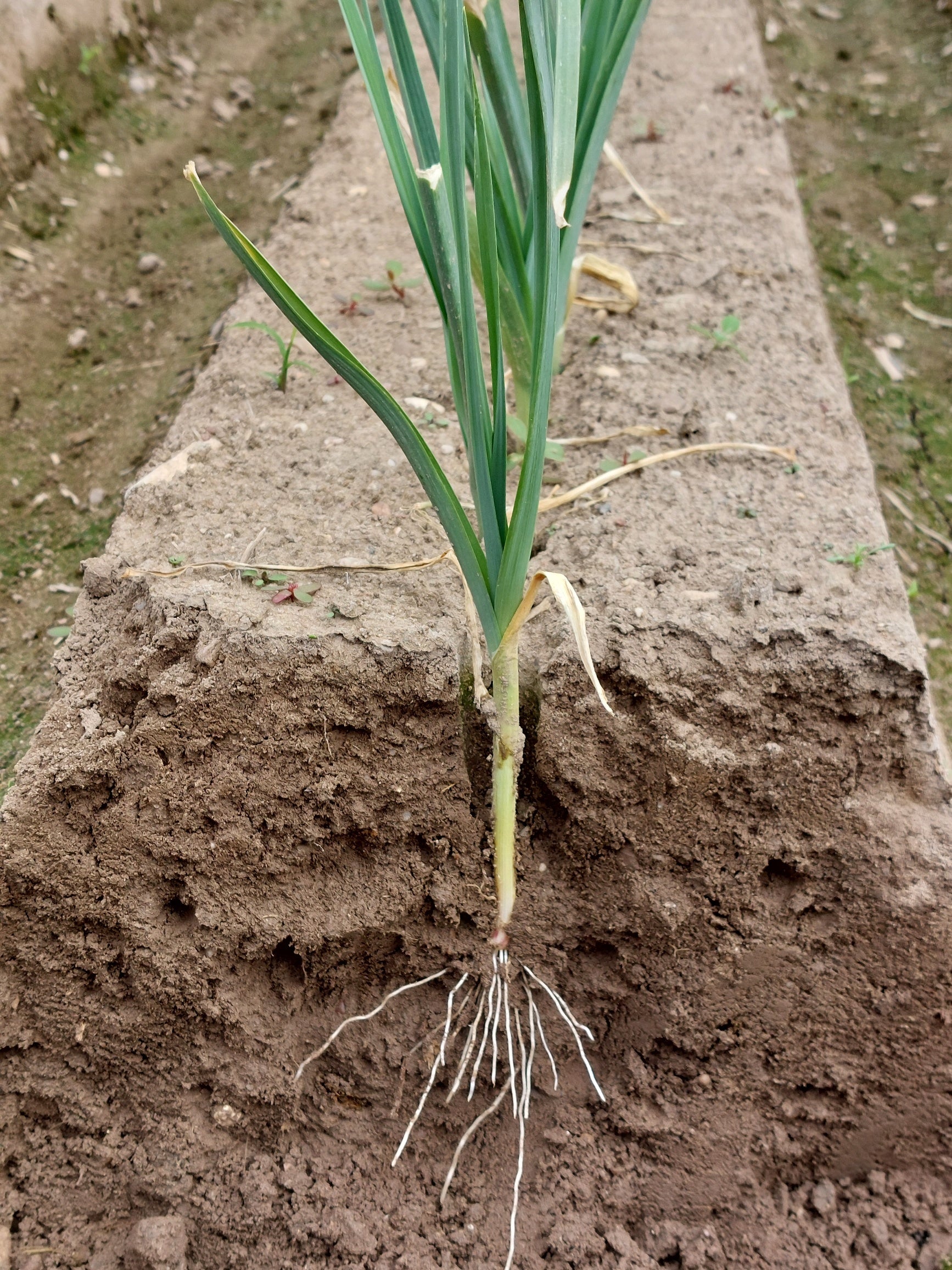Leek — Wade Greens, Lineville Alabama