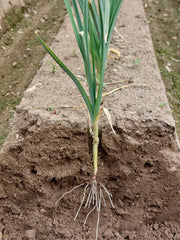 Leek — Wade Greens, Lineville Alabama
